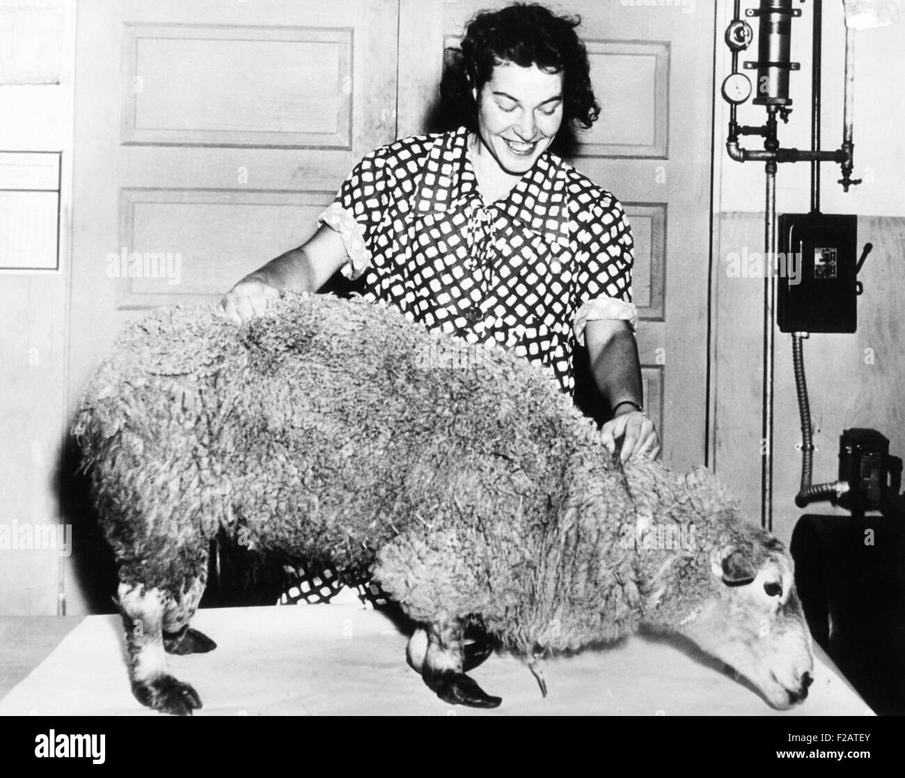 Ancon ripiene di Ram, con anormalmente breve gambe anteriori, Dicembre 4, 1938. Nel 1791 una mutazione naturale avvenuta producendo un maschio di agnello con un incredibilmente breve di gambe anteriori. All'interno di diverse generazioni, l'agricoltore Seth Wright ha creato una nuova razza, l'ancona pecore. Charles Darwin dedotta alcune delle sue teorie in origine della specie, dall'Ancon storia. (CSU 2015 11 1669) Foto Stock