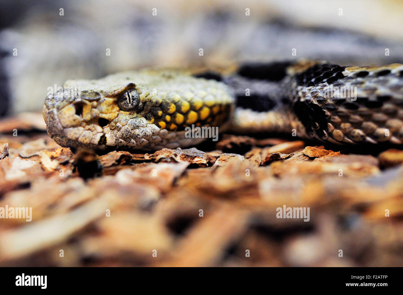 Rattlesnake velenosi Foto Stock