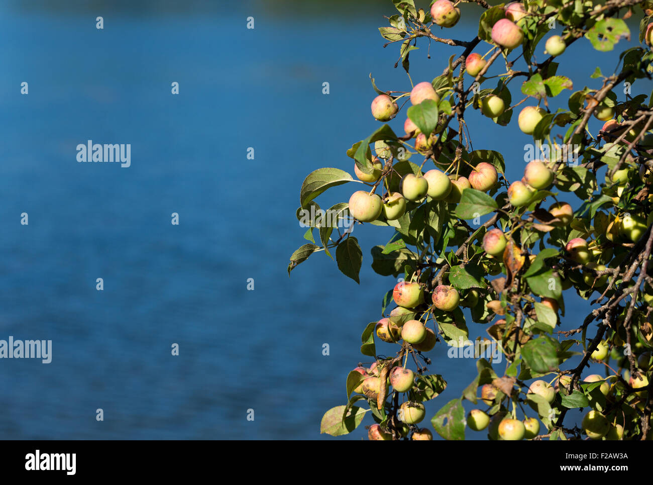 Succursali di mele selvatiche sulla costa del Maine con acqua salata in background. Foto Stock