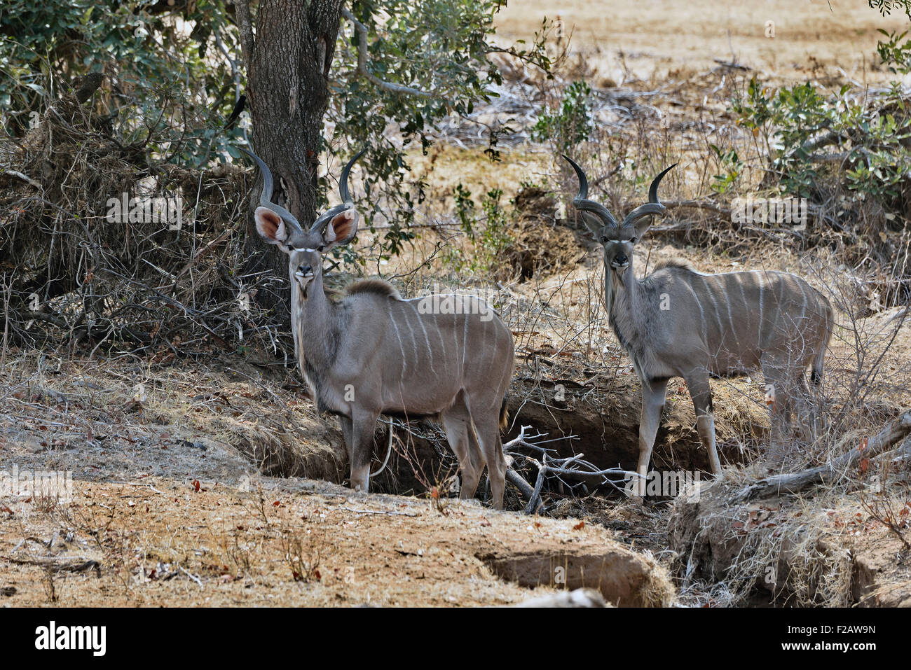 Sud Africa, Kruger NP, maggiore Kudus, Tragelaphus strepsiceros Foto Stock