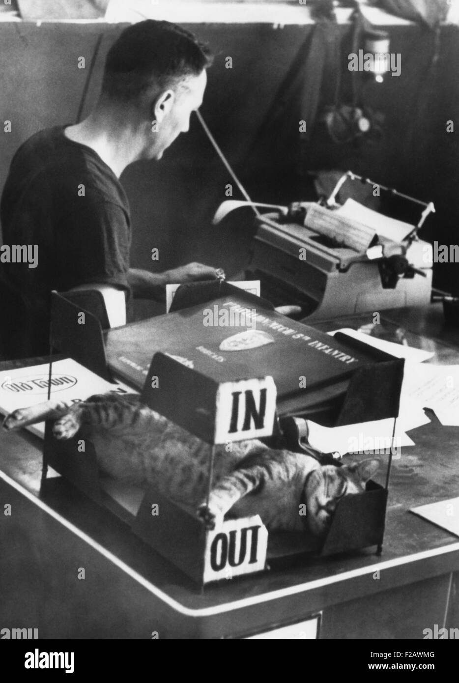 SAM, mascotte di U.S. Vestito dell'esercito a Cu Chi, Sud Vietnam, dorme nella Out-Box. 14 febbraio, 1968. Egli è ignaro all'offensiva del Tet e staff Sgt. Edgar Jenkins alla macchina da scrivere. (CSU 2015 11 1301) Foto Stock