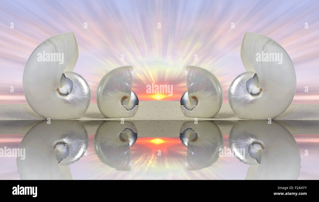 Nautilus conchiglie sulla spiaggia durante il tramonto Foto Stock