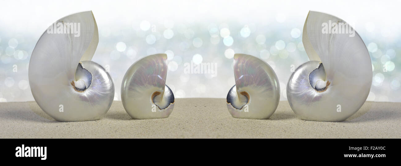 Nautilus conchiglie sulla spiaggia sabbiosa Foto Stock