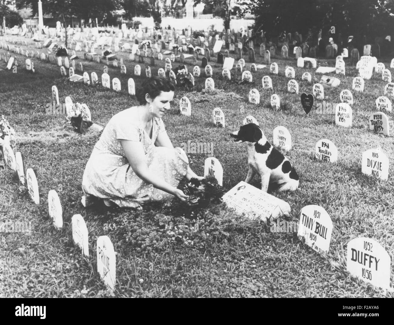 Il cimitero di Pet dove più di 3.000 animali, compresi i cani, gatti, uccelli e scimmie sono sepolti. Agosto 1958 a Florissant, St. Louis County, Missouri. (CSU 2015 9 821) Foto Stock