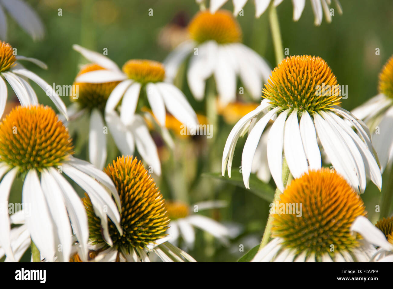 White coneflowers in piedi in un prato Foto Stock