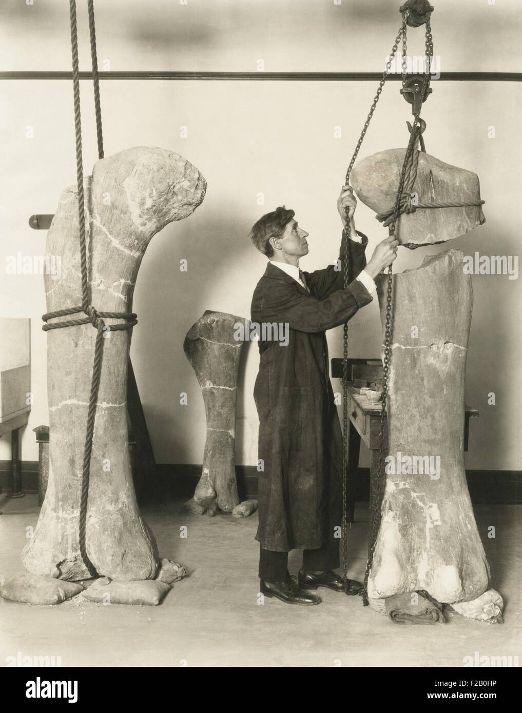 Il dott. J. B. Abbott, preparato fossili di dinosauri le ossa della coscia per la presentazione al pubblico presso il Museo di campo. I campioni sono stati trovati in Foto Stock
