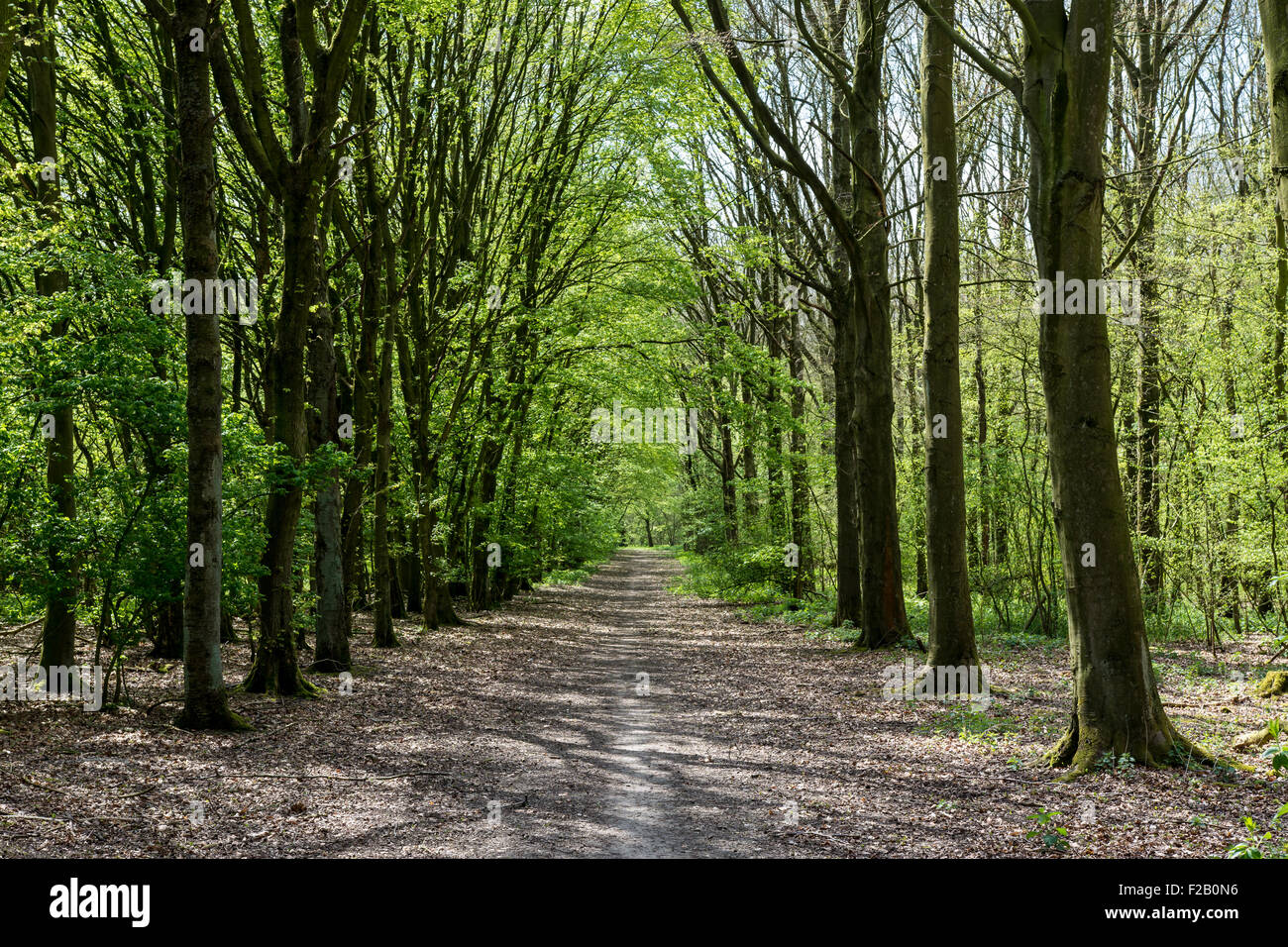 Forrest alberi con il percorso nel mezzo Foto Stock