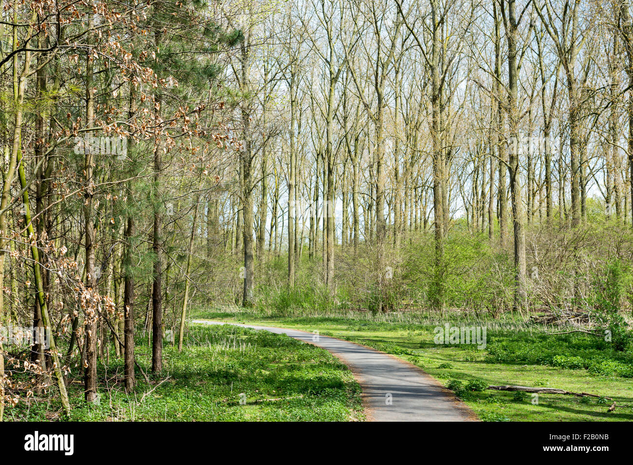 Forrest alberi con il percorso nel mezzo Foto Stock