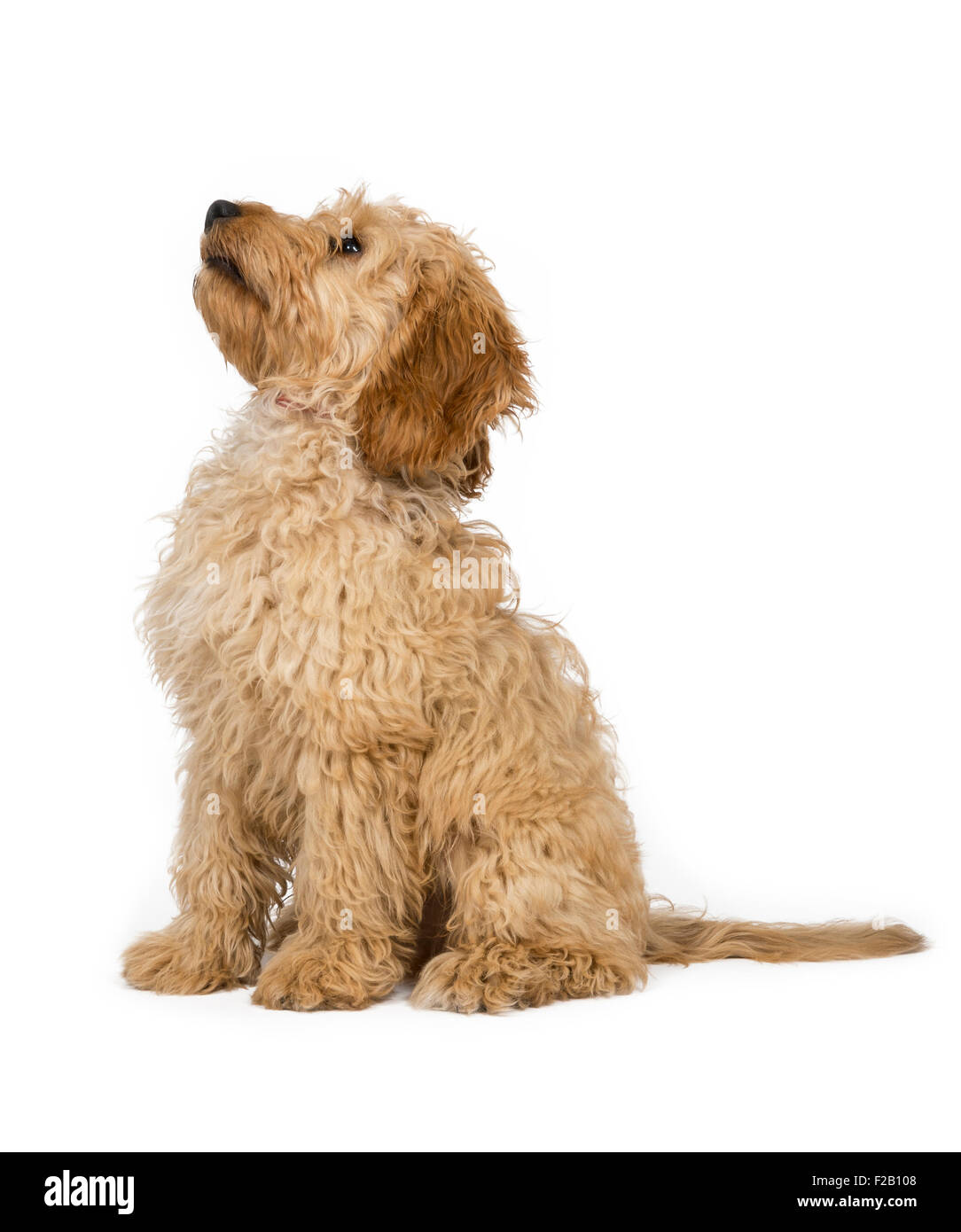 Quattro mesi cucciolo Cockapoo seduta con sfondo bianco Foto Stock