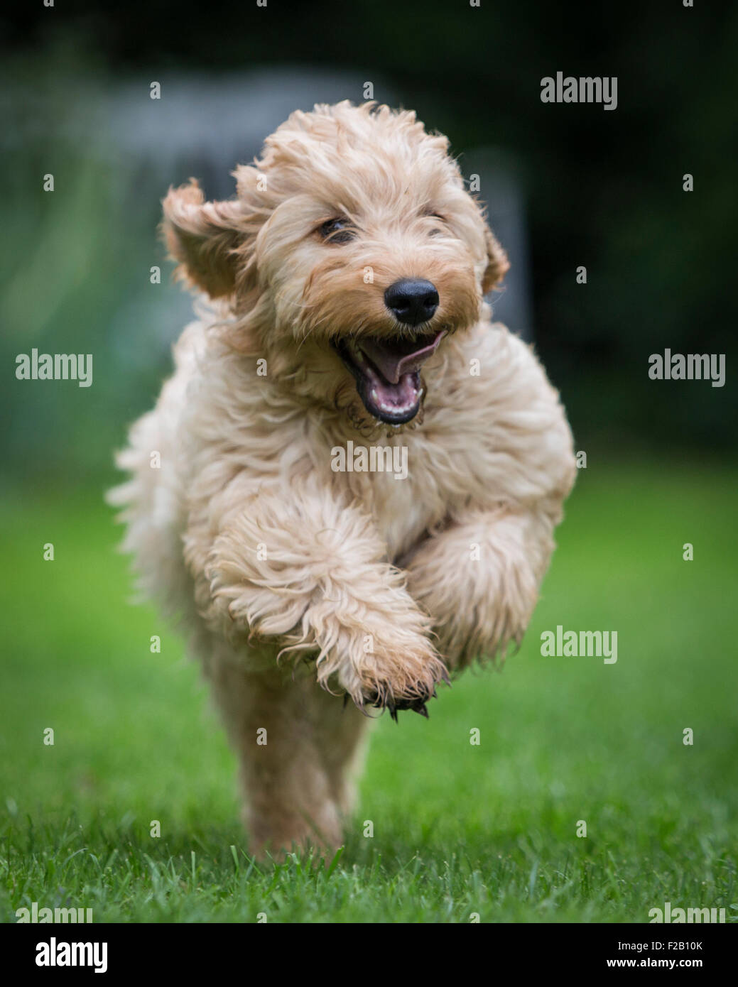 Quattro mesi cucciolo Cockapoo in esecuzione in giardino Foto Stock
