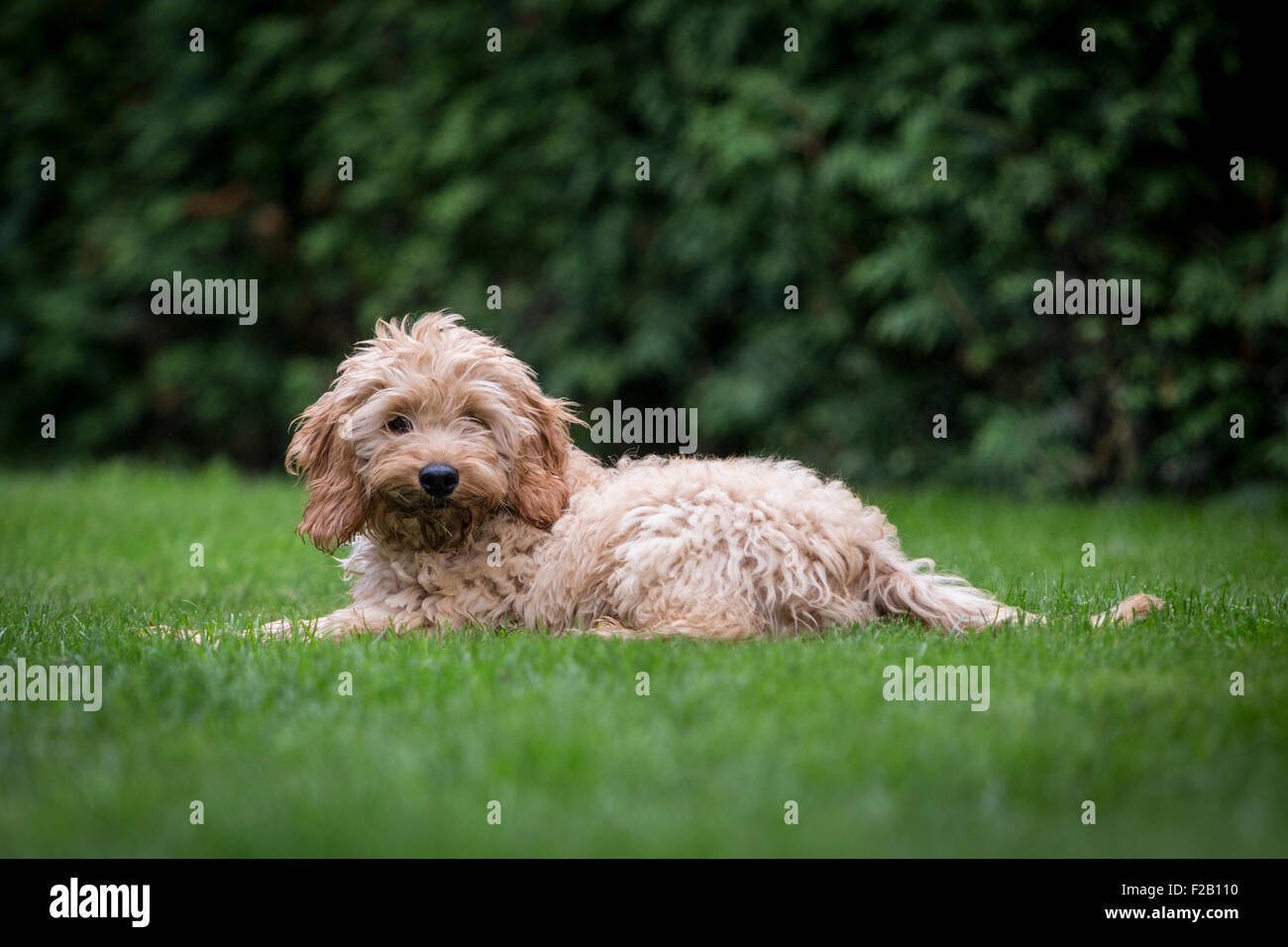 Quattro mesi cucciolo Cockapoo posa su erba in giardino Foto Stock