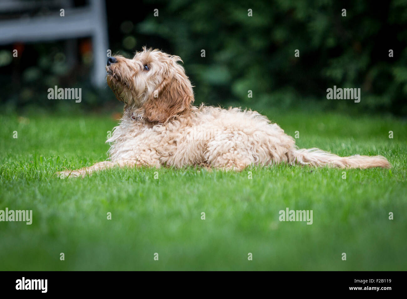 Quattro mesi cucciolo Cockapoo posa su erba in giardino Foto Stock