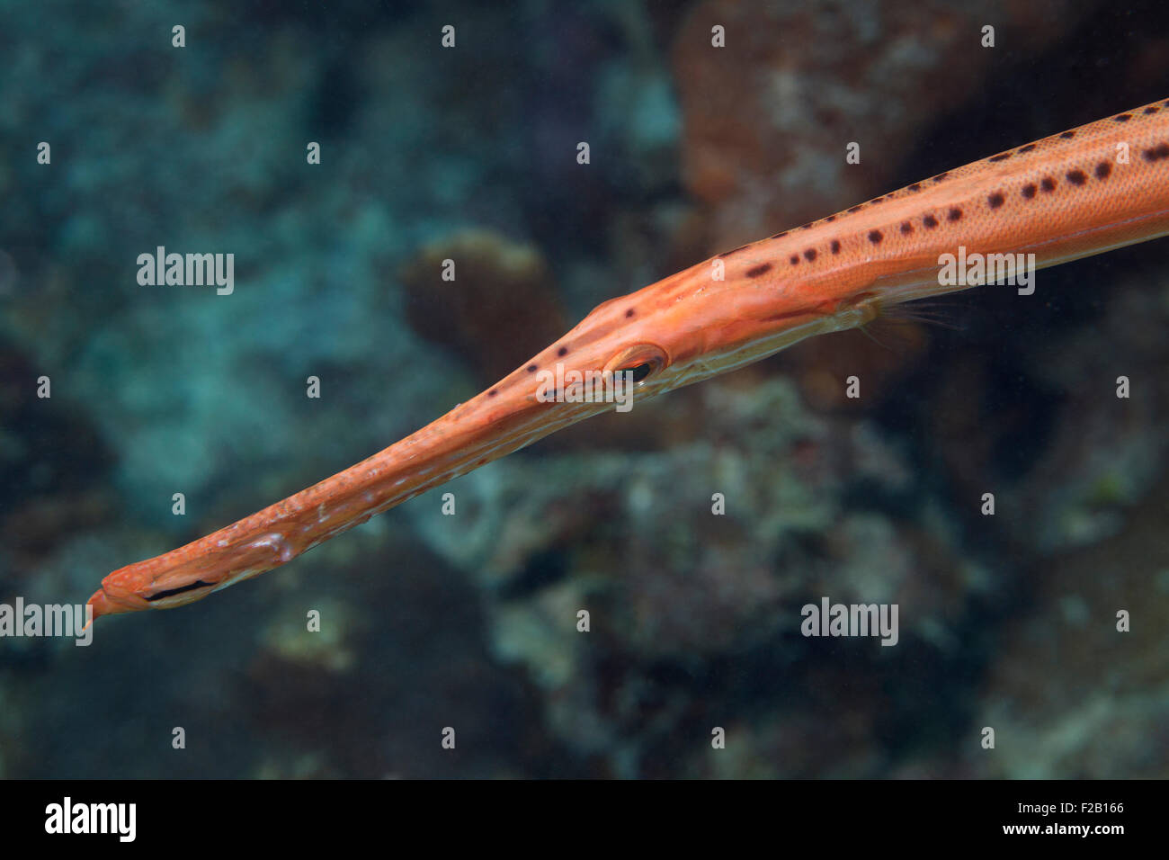Close-up di un trumpetfish nel mar dei Caraibi circa Bonaire. Foto V.D. Foto Stock