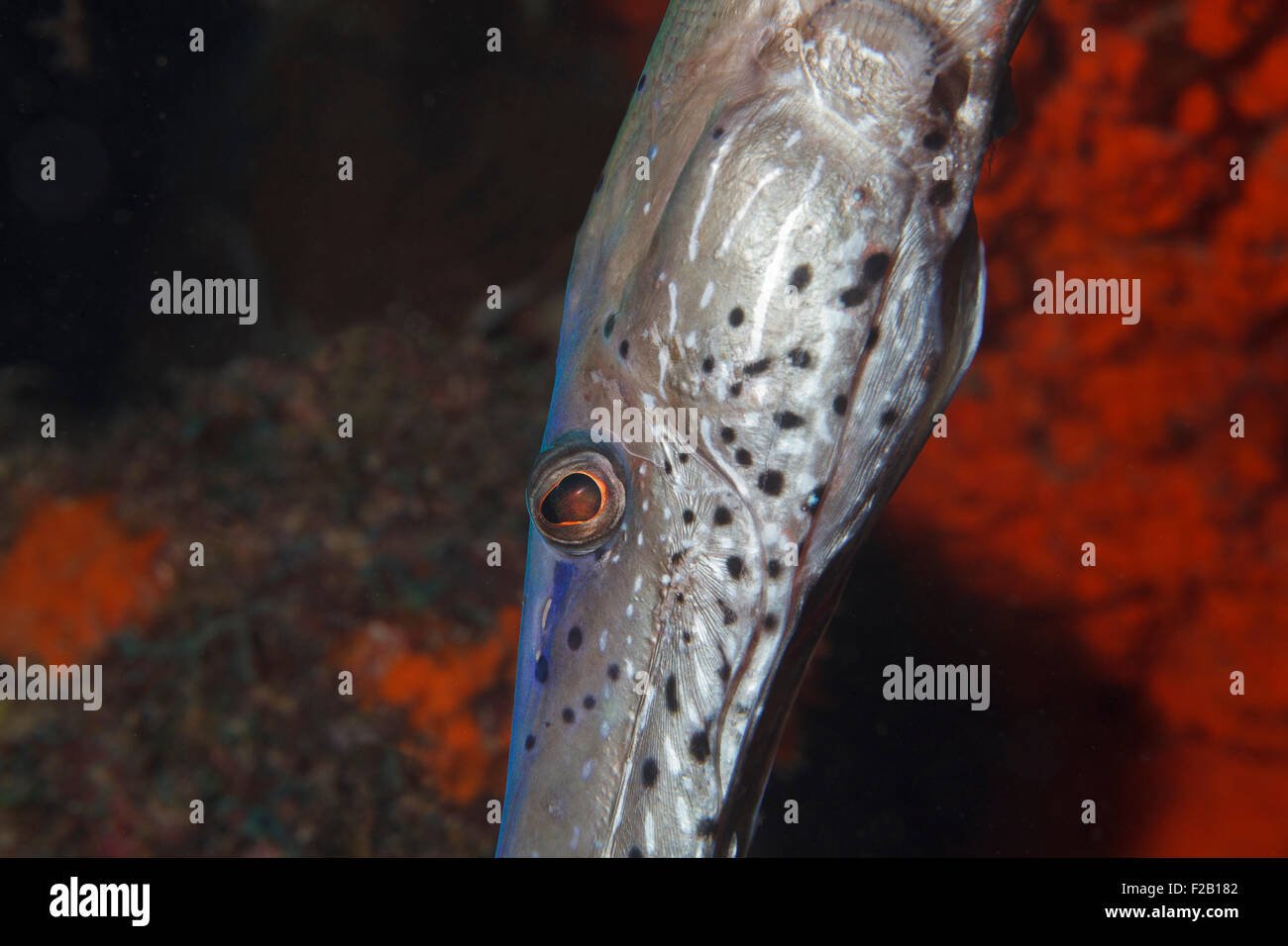 Cornetfish. Foto V.D. Foto Stock