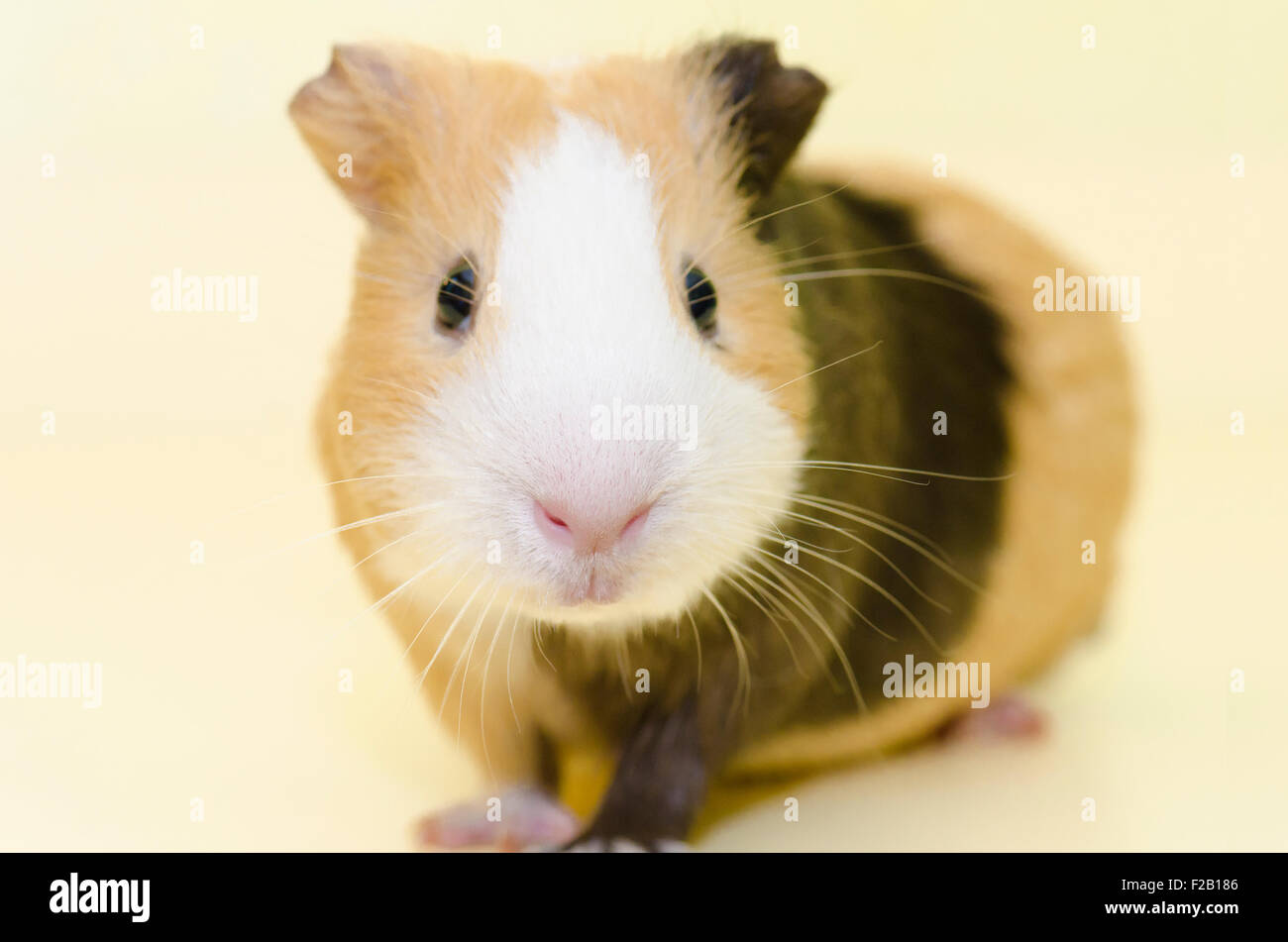 Cavia animale casa su giallo backgorund Foto Stock