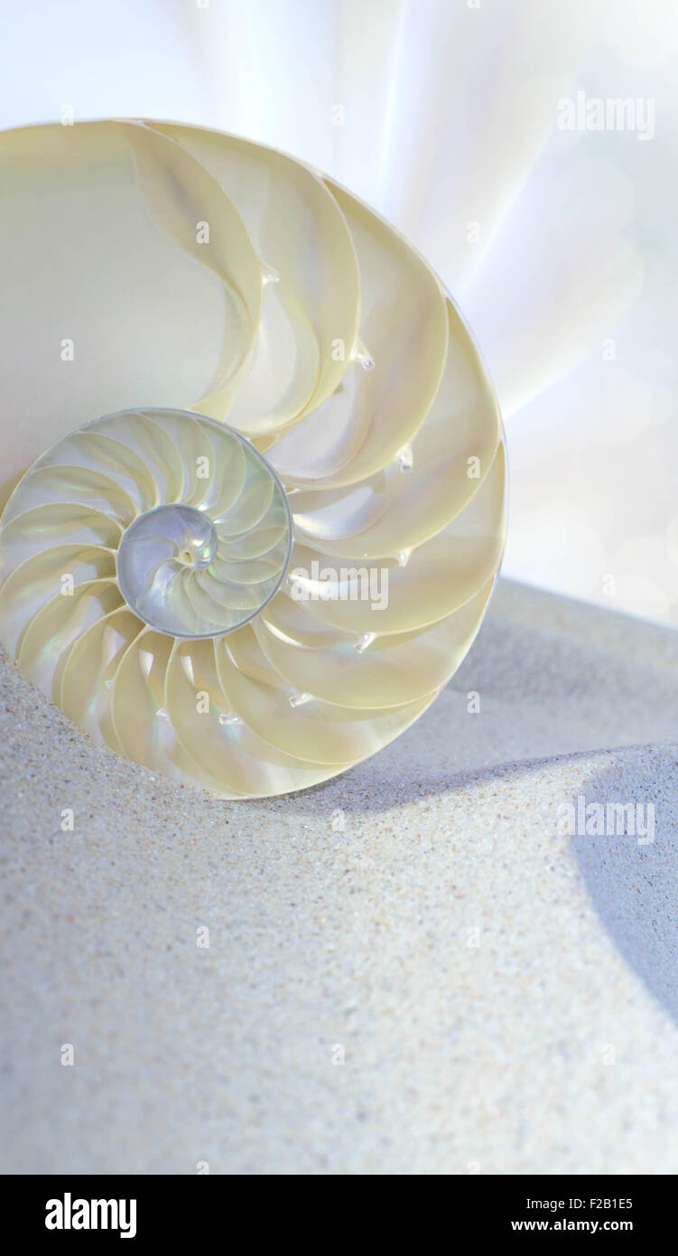 Chambered Nautilus Shell sfinestrata sulla spiaggia sabbiosa Foto Stock
