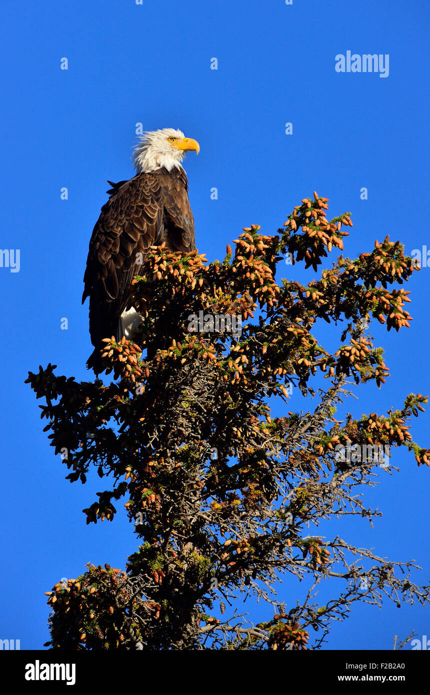 Un selvaggio coppia aquila calva, Haliaeetus leucocephalus, appollaiato su un albero di abete rosso Foto Stock