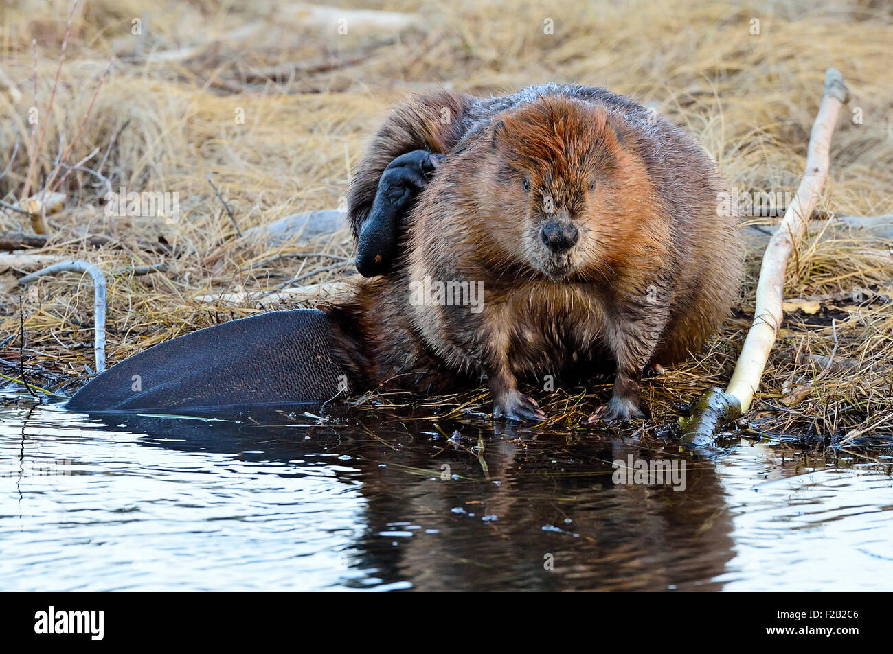Un wild beaver "Castor canadenis', seduto sulla banca governare la sua pelliccia con il suo piede posteriore Foto Stock