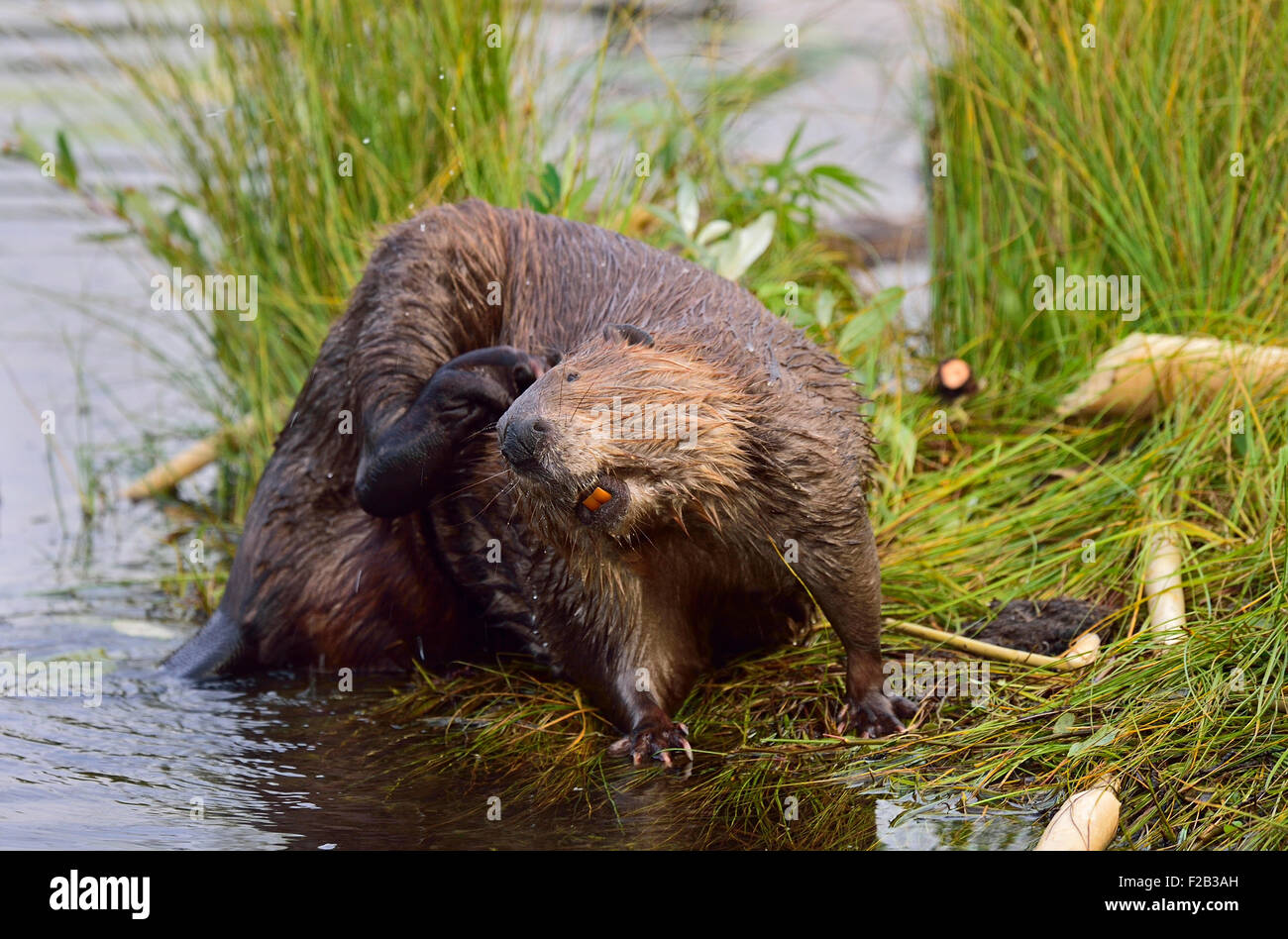 Un castoro canadese selvaggio 'Castor canadenis' che fa i volti divertenti come graffia e pulisce la pelliccia Foto Stock