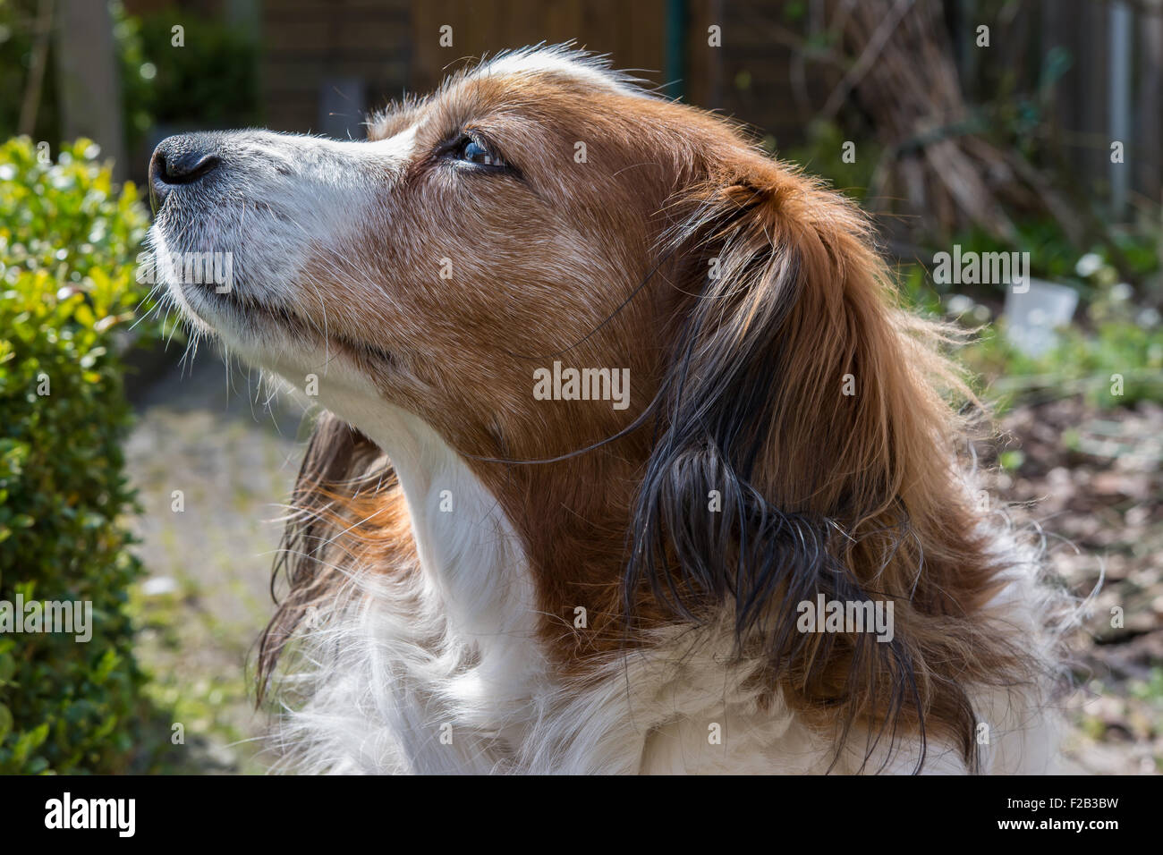 Ponendo il cane con la testa in aria per godersi il sole Foto Stock