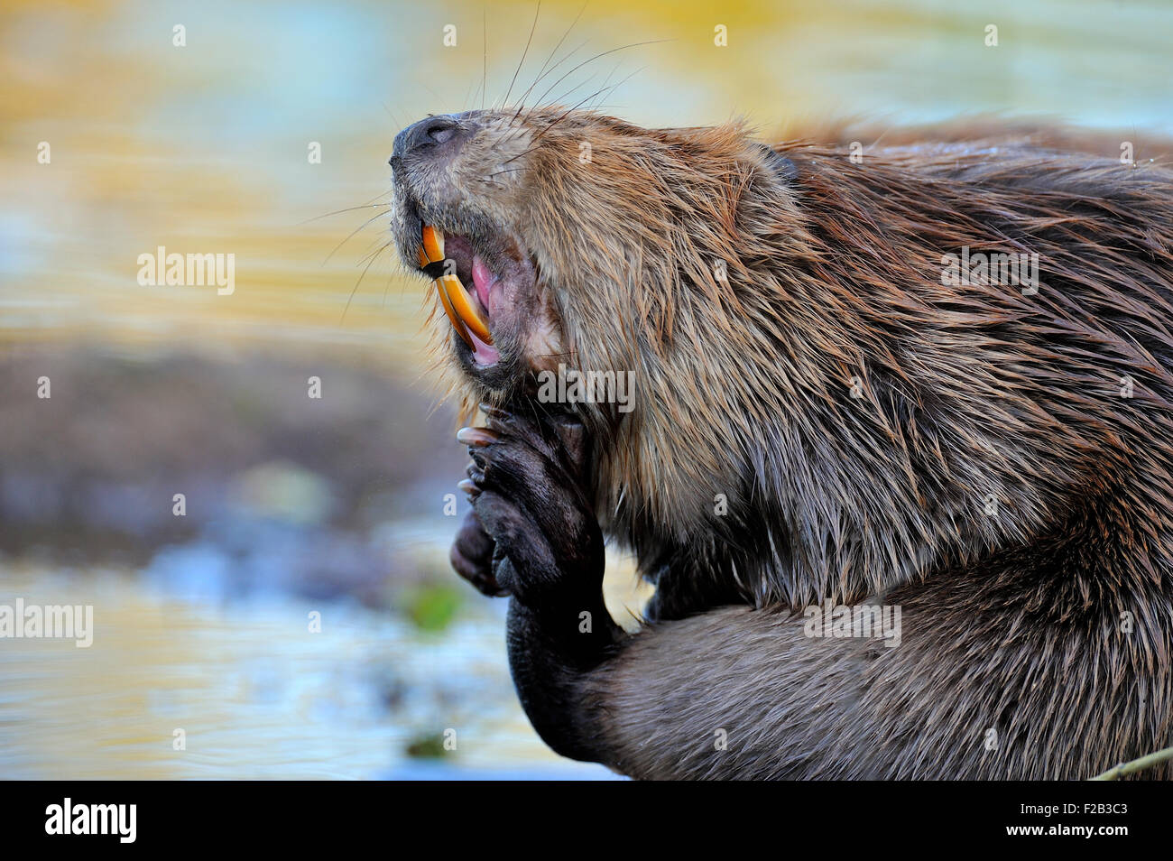 Una chiusura di un selvaggio beaver "Castor canadenis', cura la pelliccia sul suo viso con il suo piede posteriore Foto Stock