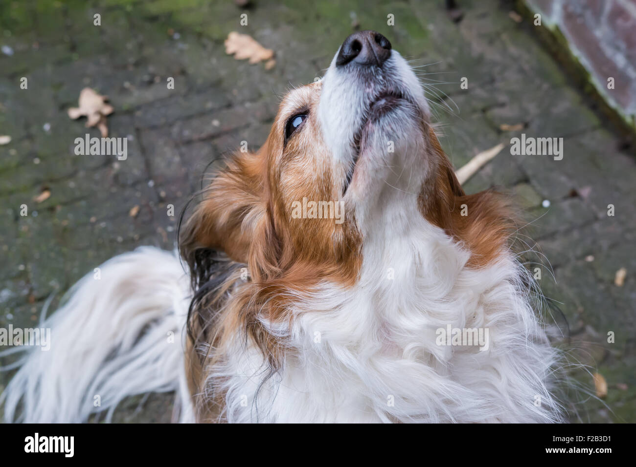 Cane in posa con la sua testa in aria Foto Stock
