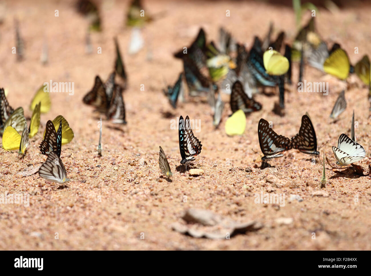 Gruppo di farfalla sul terreno (Comune di Jay, Graphium antiphates itamputi (Butler), piccola erba gialla, Striped Albatross) Foto Stock