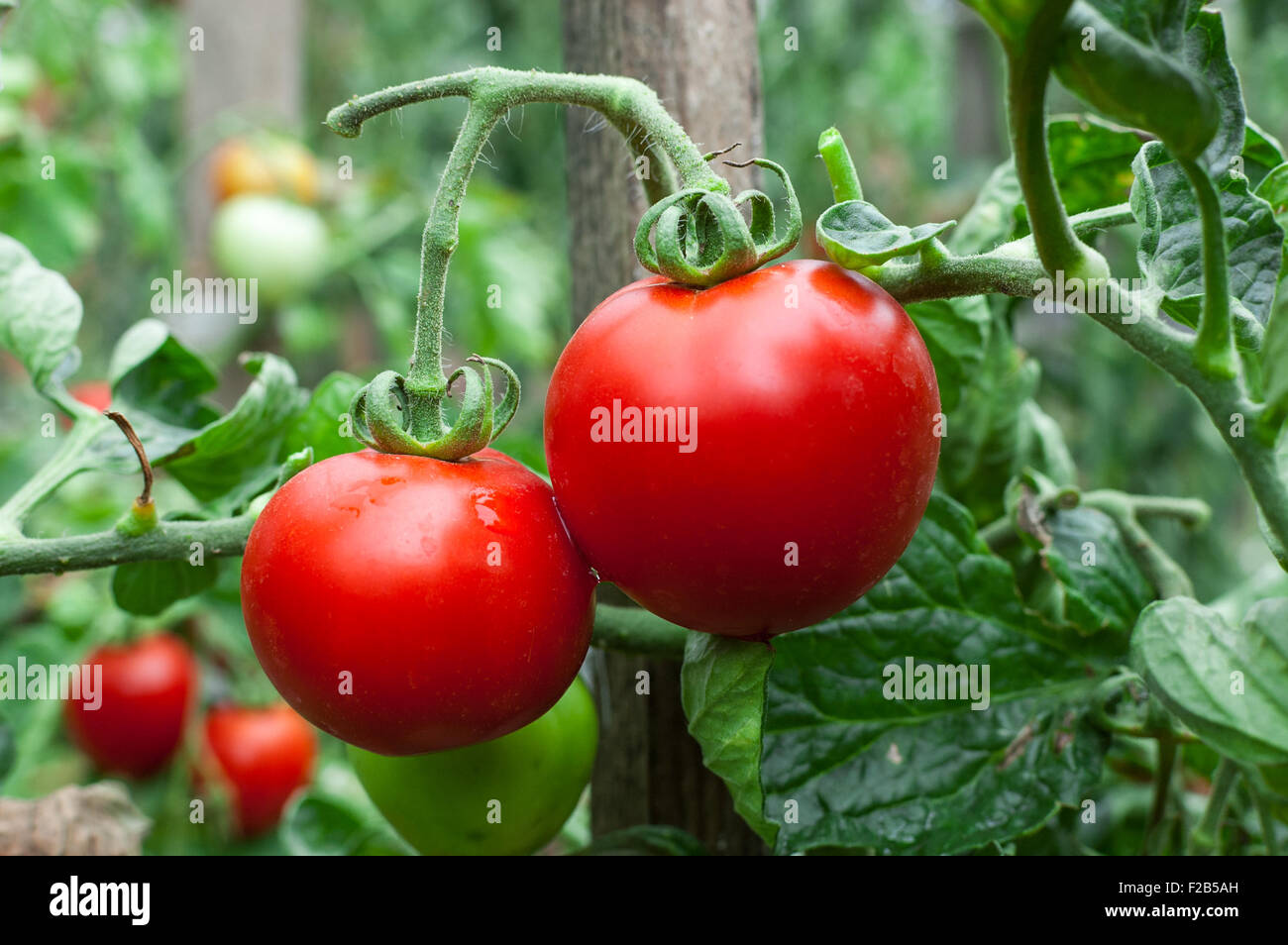 Pomodori che crescono in giardino. Impianto. Foto Stock