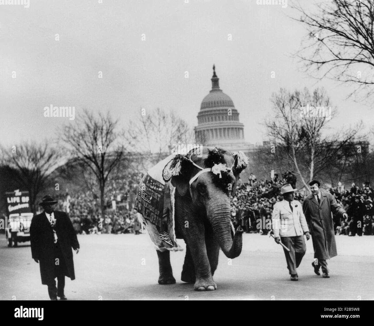 Elephant marciando nella Eisenhower Parata inaugurale. Gen 21, 1957 - (BSLOC 2014 16 37) Foto Stock