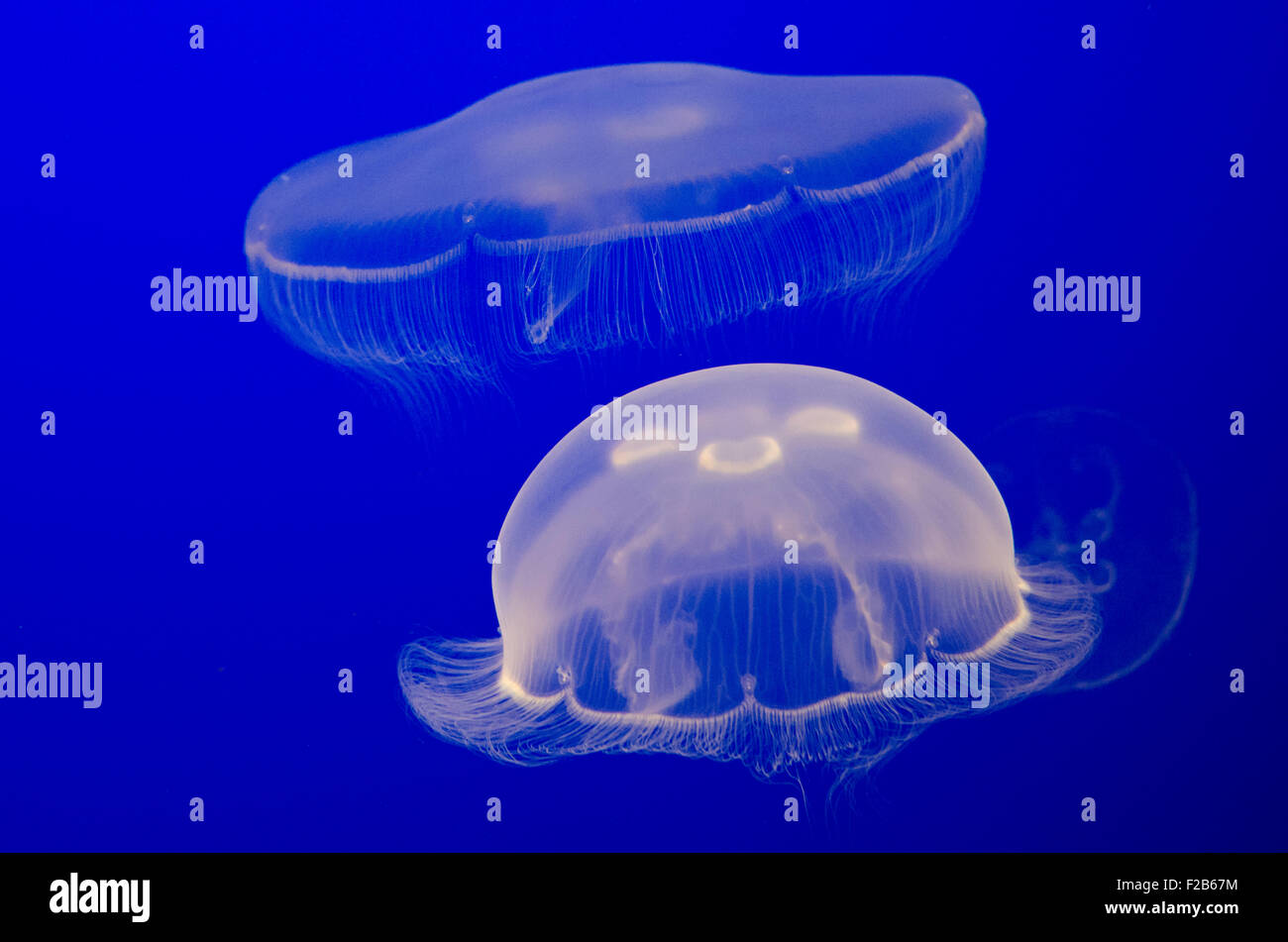 Captive Aurelia aurita, chiamato anche la luna jelly, luna medusa, comune meduse, o saucer jelly, Monterey Bay Aquarium Foto Stock