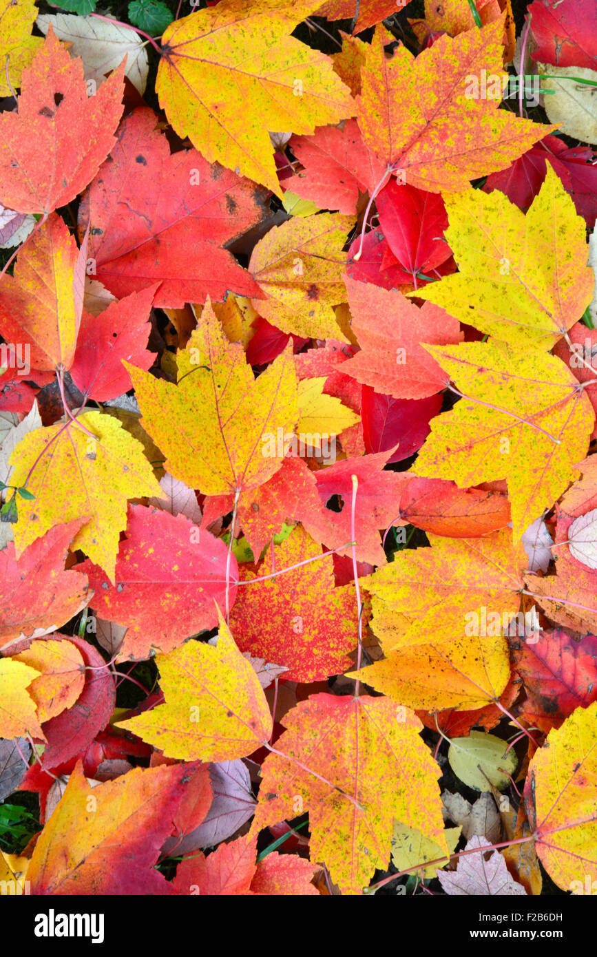 Autunno a colori di foglie in catena-o-laghi del parco statale in Spring Grove, Illinois Foto Stock