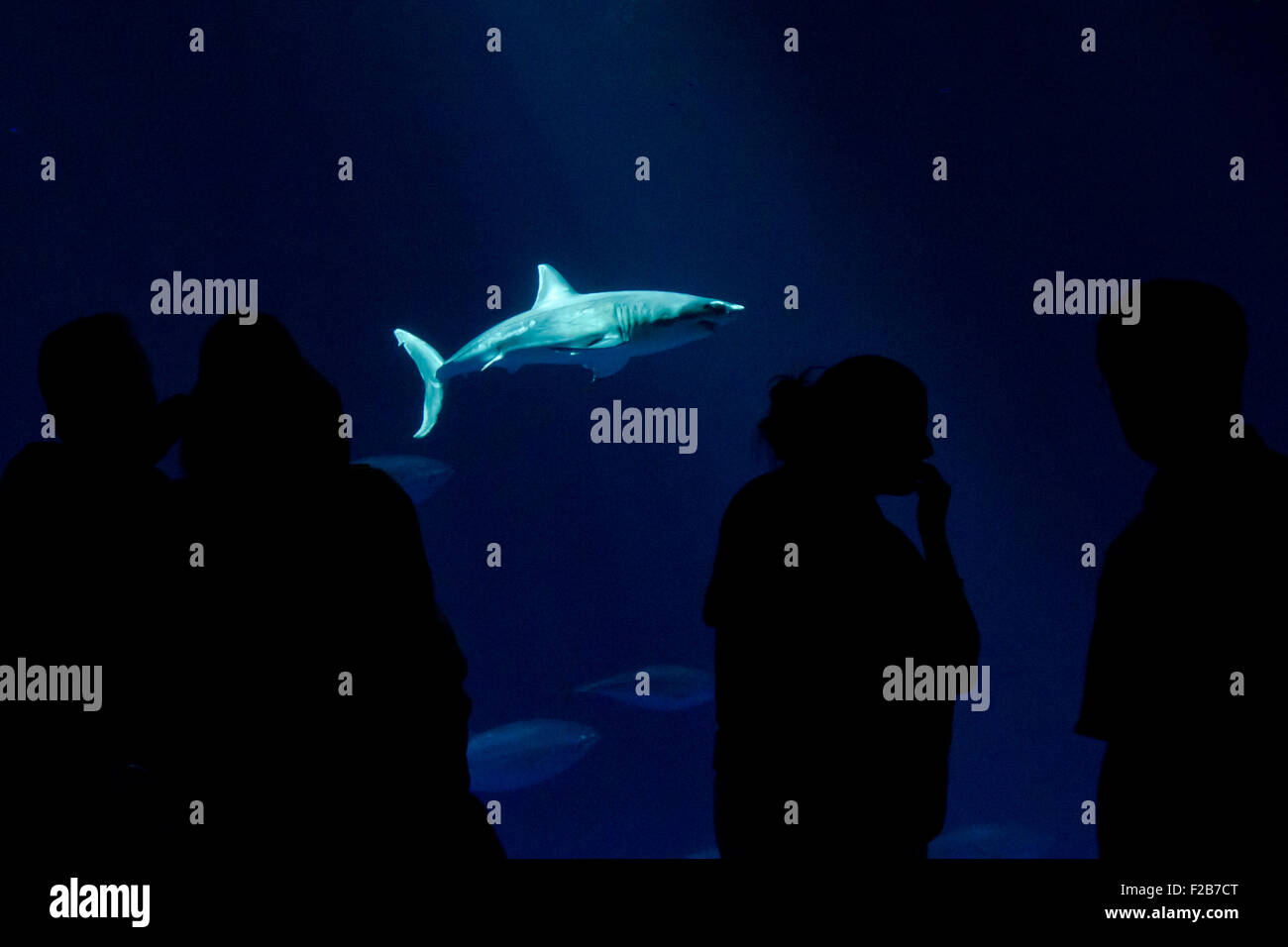 I turisti guarda un captive baby grande squalo bianco, Carcharodon carcharias, a Monterey Bay Aquarium, Monterey, California, Stati Uniti d'America Foto Stock