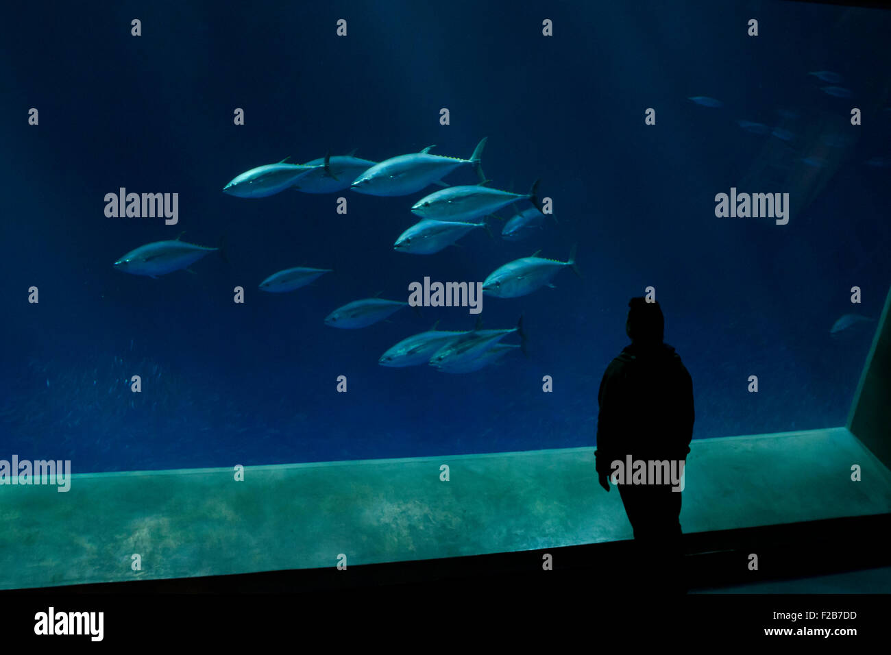 Un turista orologi tonno, a Monterey Bay Aquarium, Monterey, California, Stati Uniti d'America Foto Stock