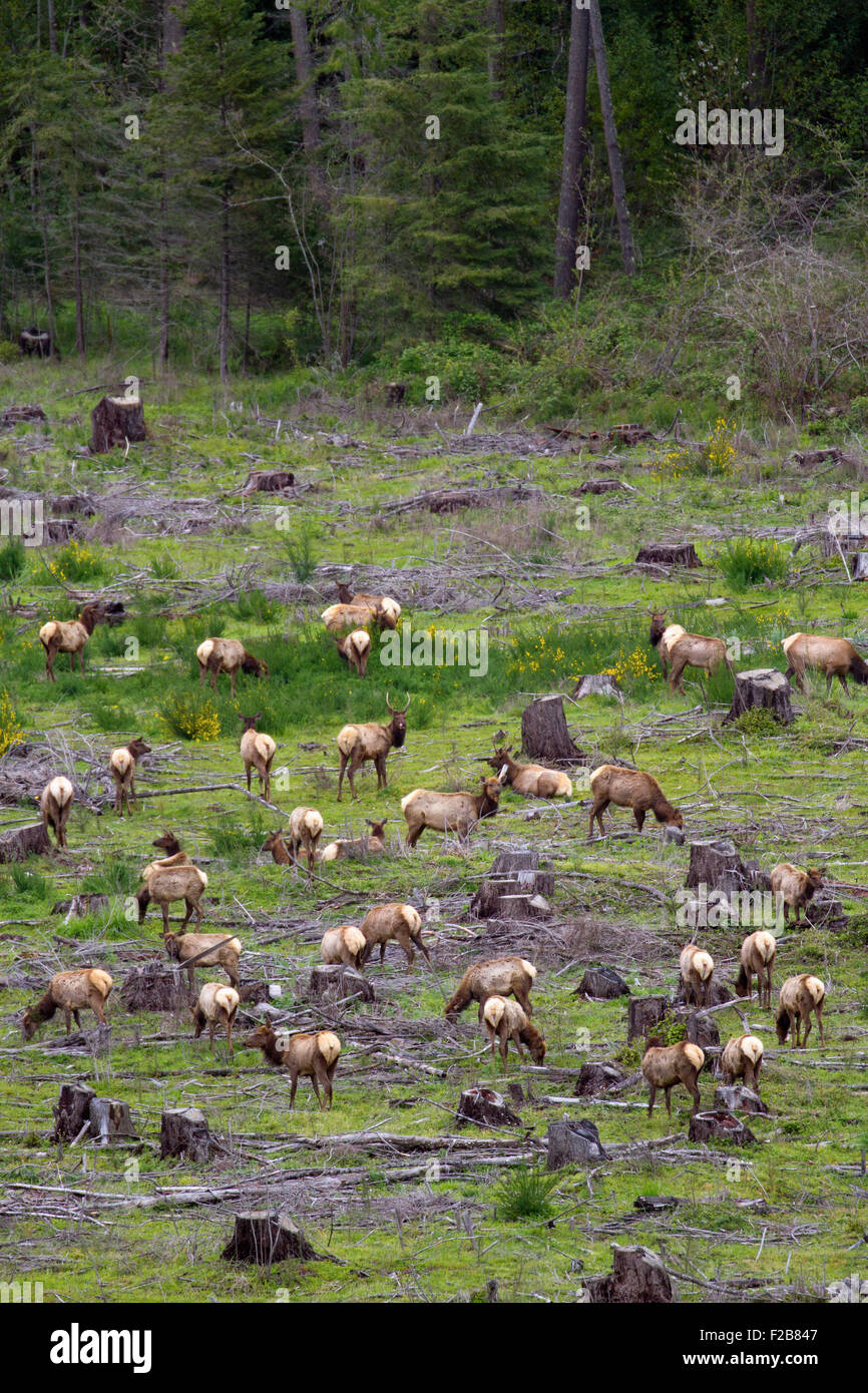 Una mandria di Roosevelt Elk raccogliere su un open taglio chiaro vicino Umpqua nel sud-ovest della Oregon. Foto Stock
