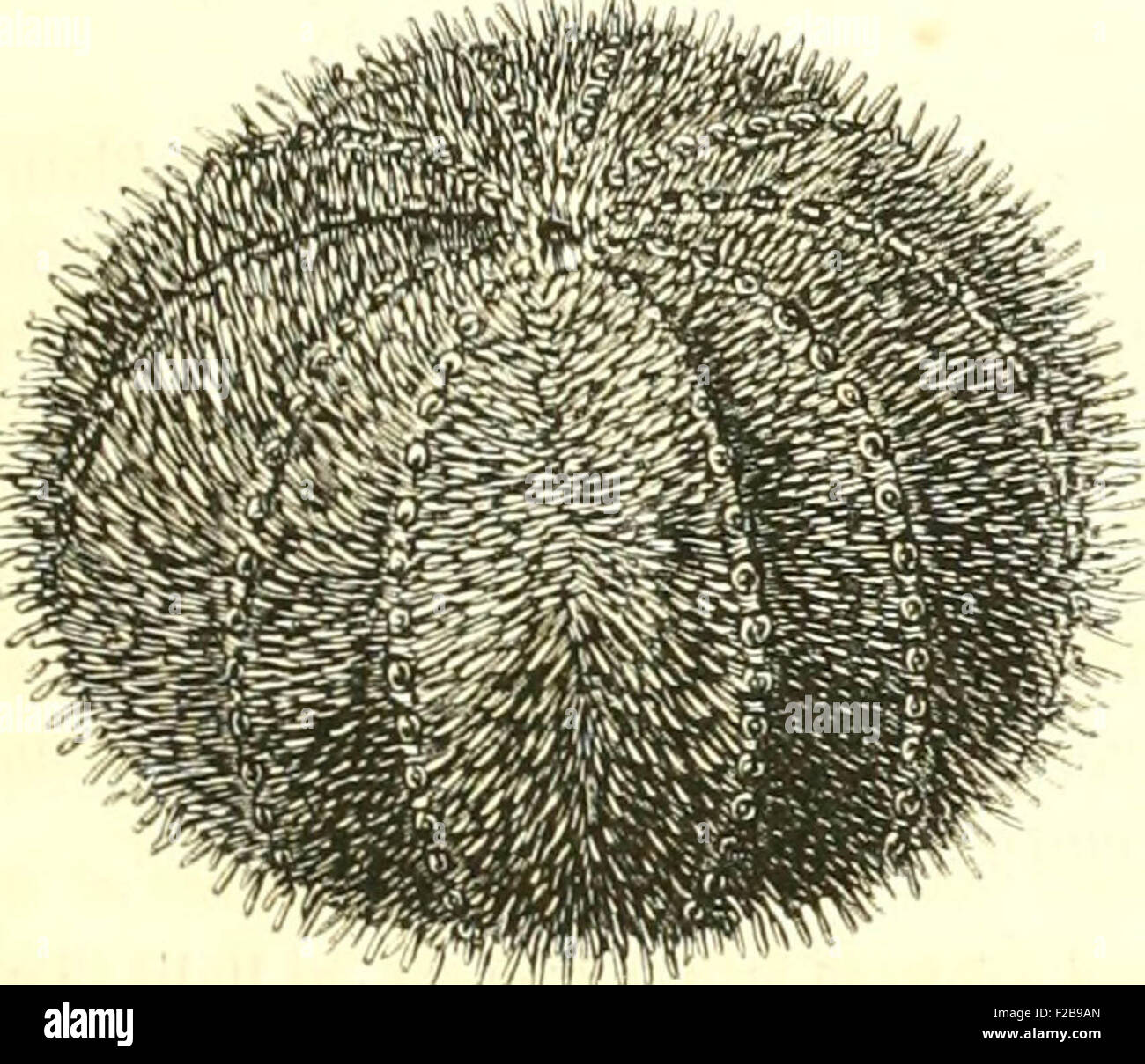 Encyclopédie d'histoire Naturelle, ou Traité complet de cette science d'après les travaux des naturalisti les plus éminents de Foto Stock