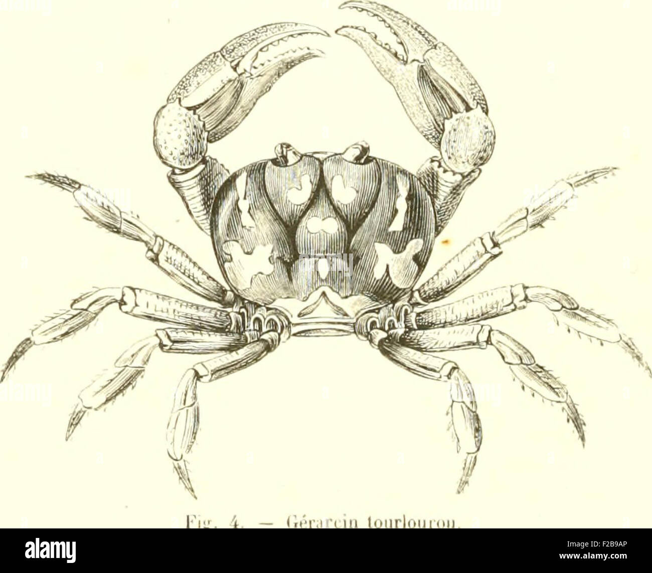 Encyclopédie d'histoire Naturelle, ou Traité complet de cette science d'après les travaux des naturalisti les plus éminents de Foto Stock