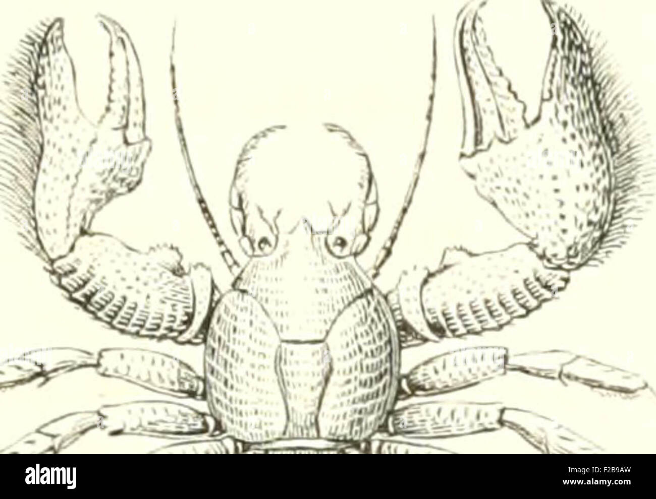 Encyclopédie d'histoire Naturelle, ou Traité complet de cette science d'après les travaux des naturalisti les plus éminents de Foto Stock