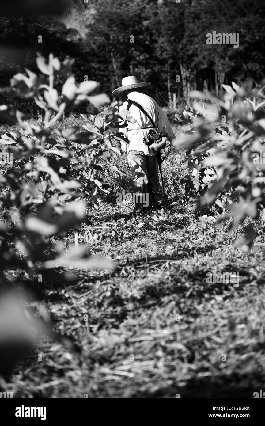 Foto in bianco e nero di fig plantation e lavoratore in hat. Foto Stock