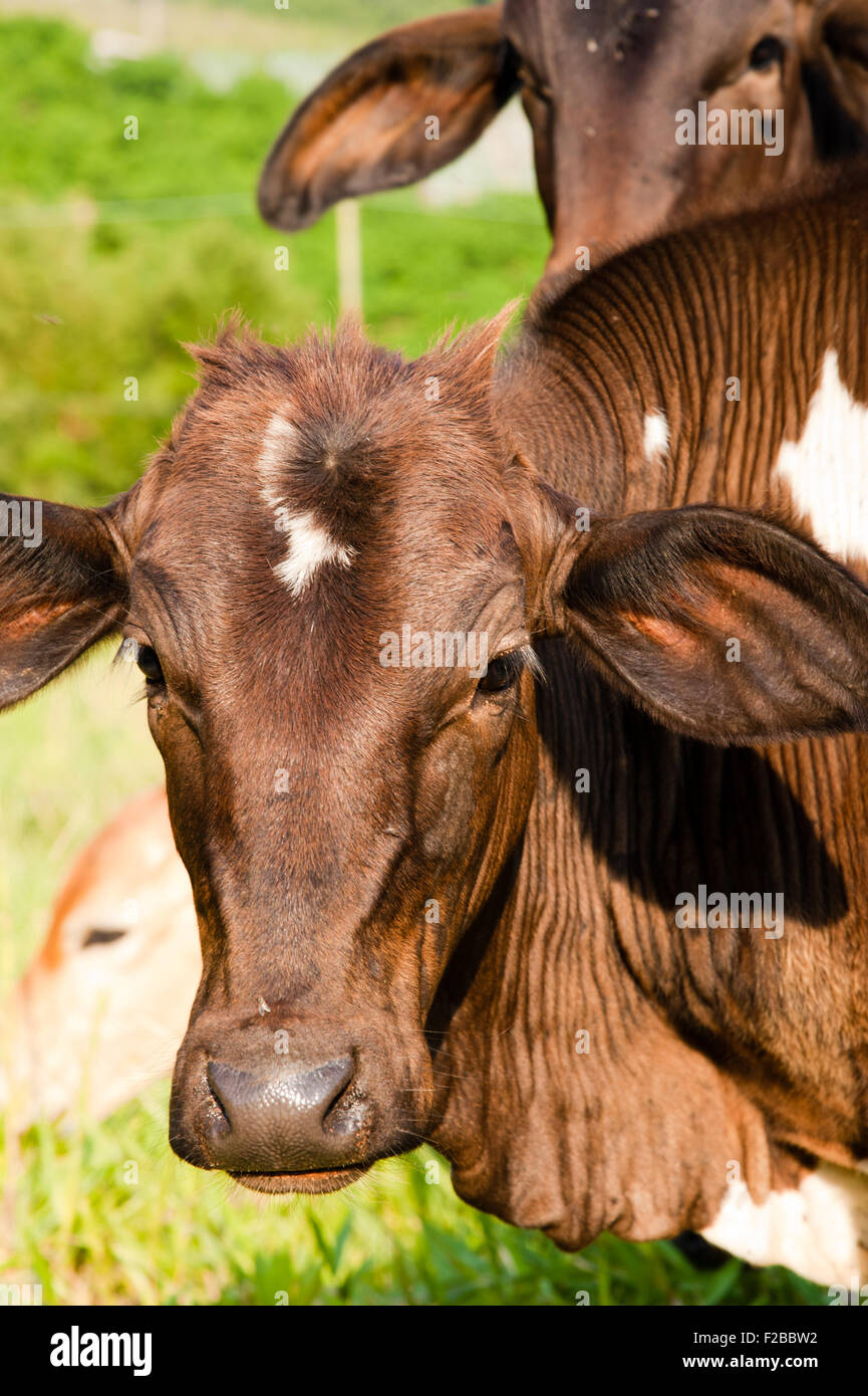 Ritratto di vacche marrone nella verde campagna campo. Foto Stock