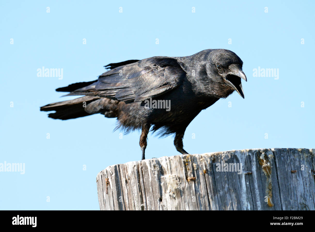 American Crow permanente sulla Palancole Foto Stock