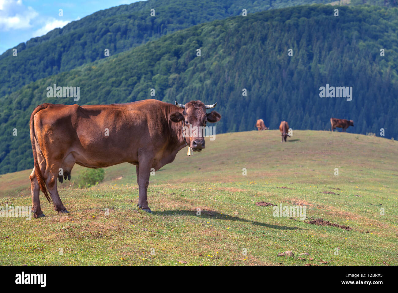 Mucca su verdi pascoli in montagna Foto Stock