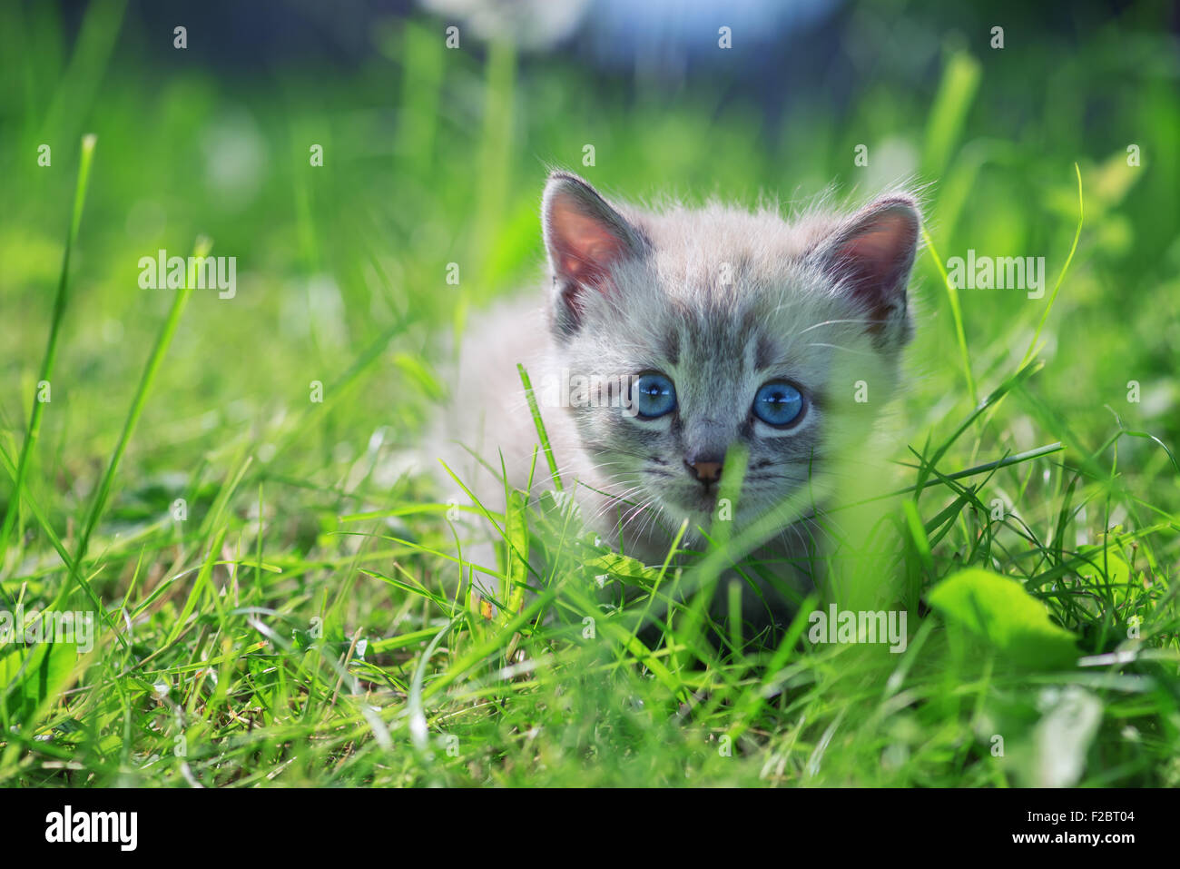 Kitten sull'erba close up Foto Stock