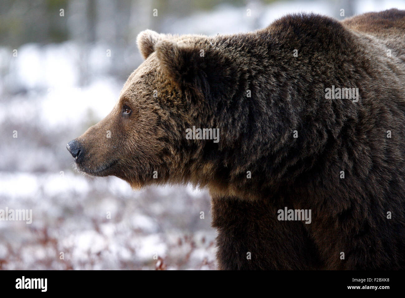 Orso bruno capo vicino la Finlandia Foto Stock
