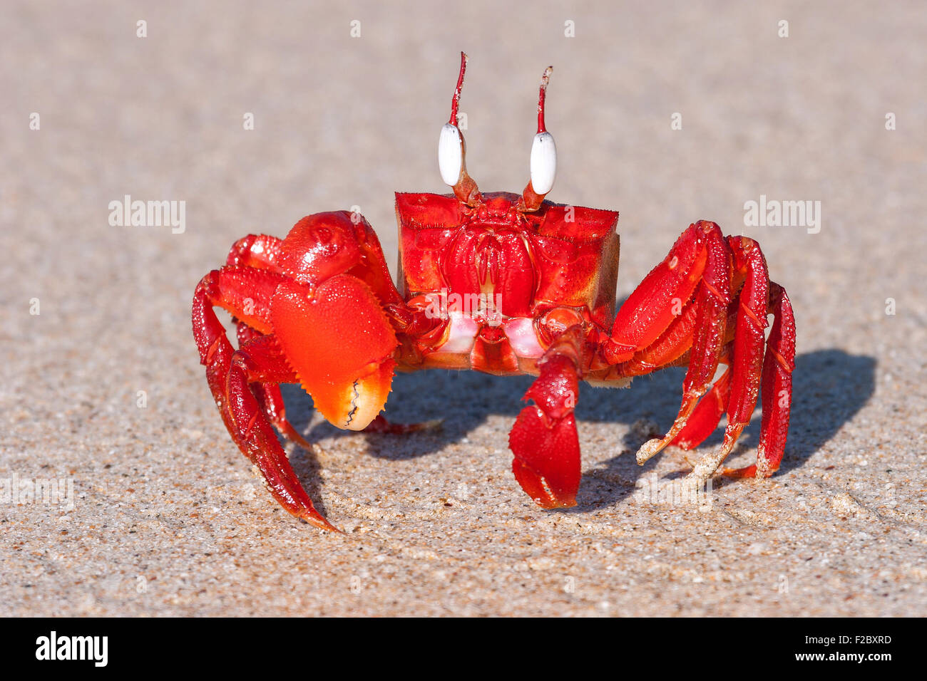 Granchio rosso (Brachyura) sulla spiaggia di Ngapali Beach, Ngapali, Thandwe, Stato di Rakhine, Myanmar Foto Stock