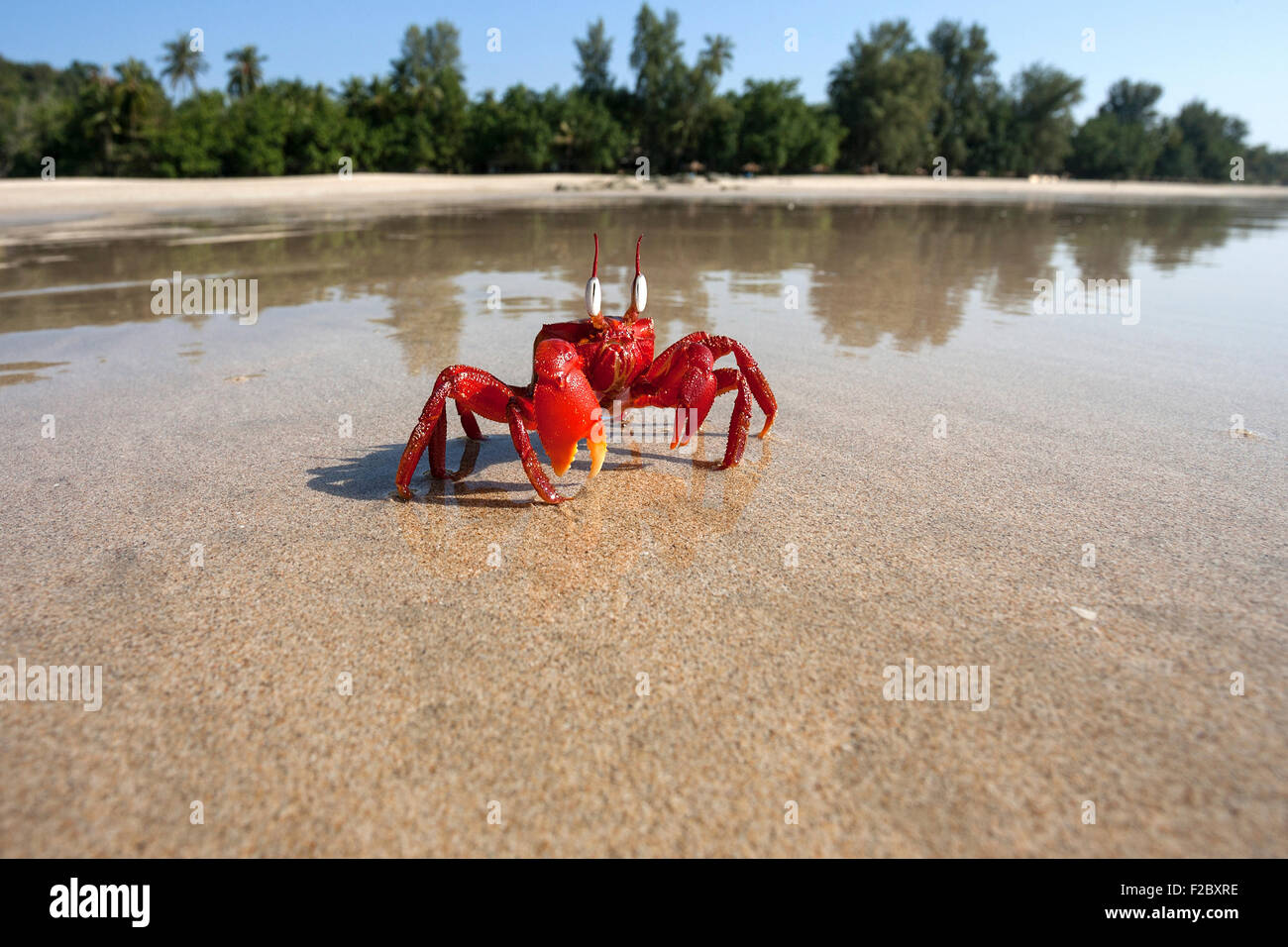 Granchio rosso (Brachyura) sulla spiaggia di Ngapali Beach, Ngapali, Thandwe, Stato di Rakhine, Myanmar Foto Stock