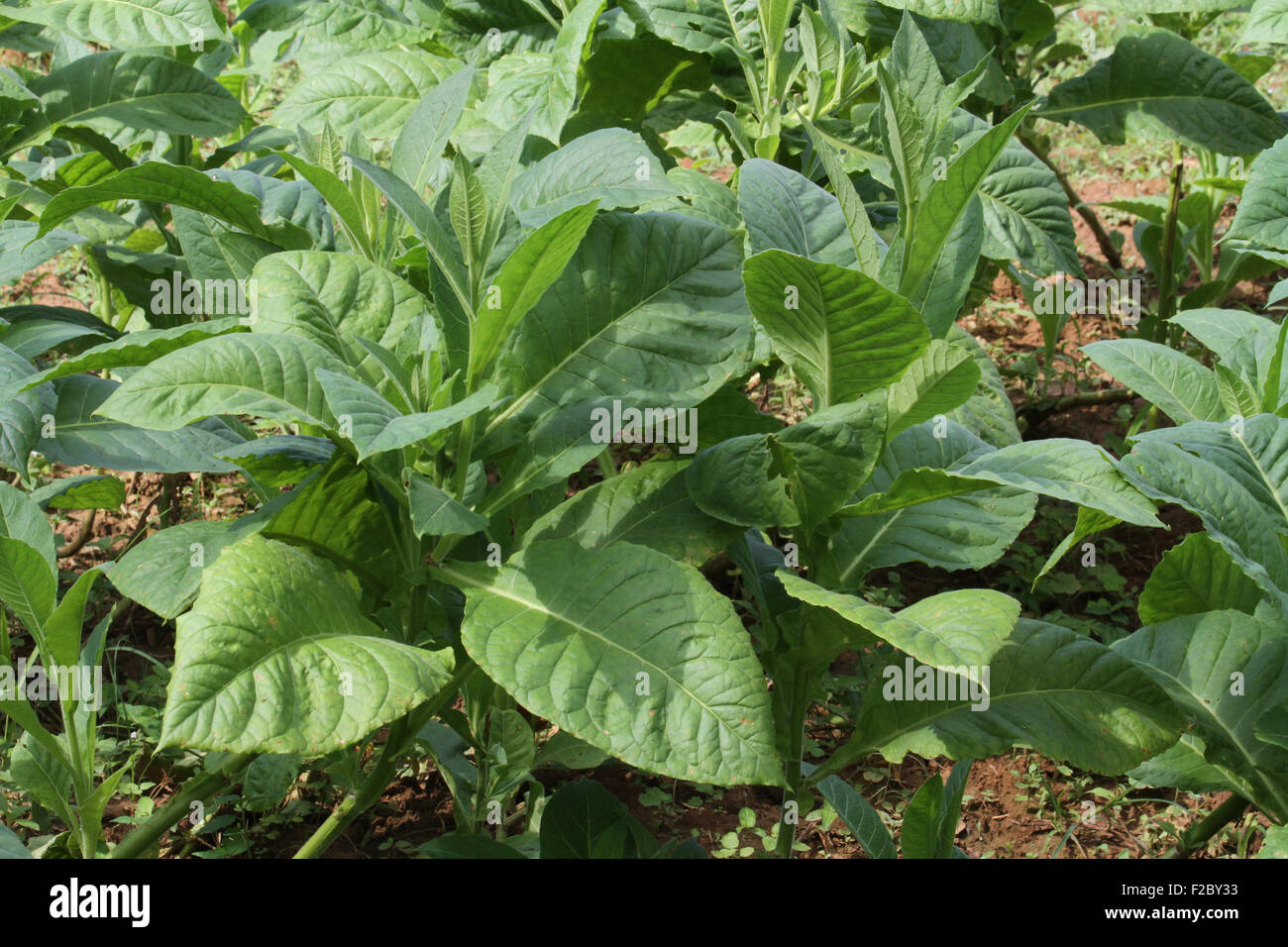 pianta del tabacco Foto Stock