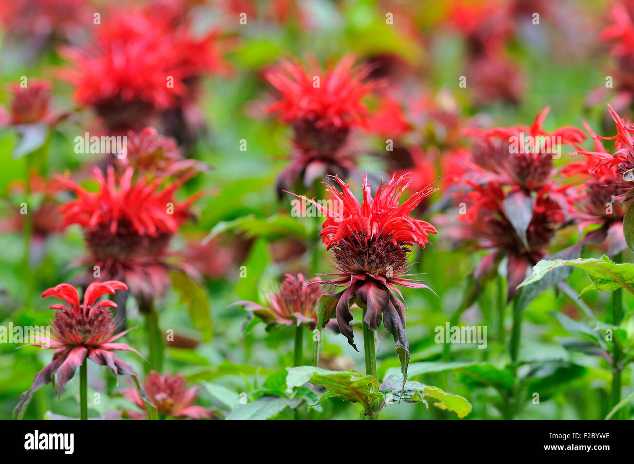 Bee balm (Monarda didyma), Nord Reno-Westfalia, Germania Foto Stock