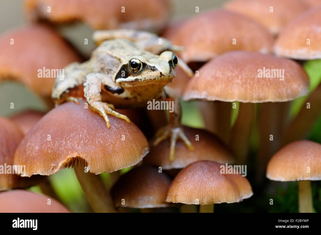 Rana comune (Rana temporaria) seduti su piccoli funghi lamellare, Germania Foto Stock