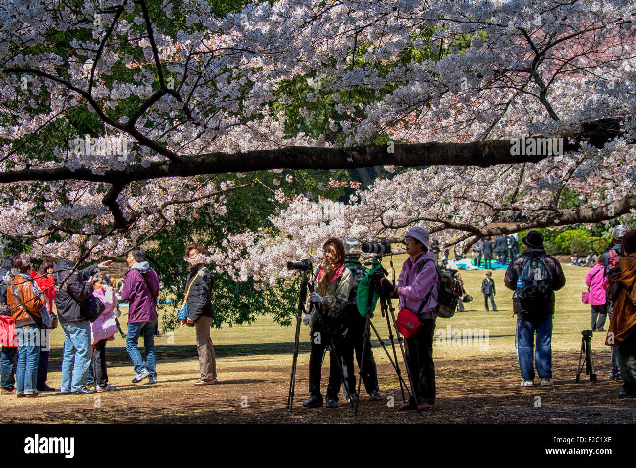 Fotografare i fiori di ciliegio durante la fioritura dei ciliegi celebrazione (chiamato hanami) a Tokyo Foto Stock