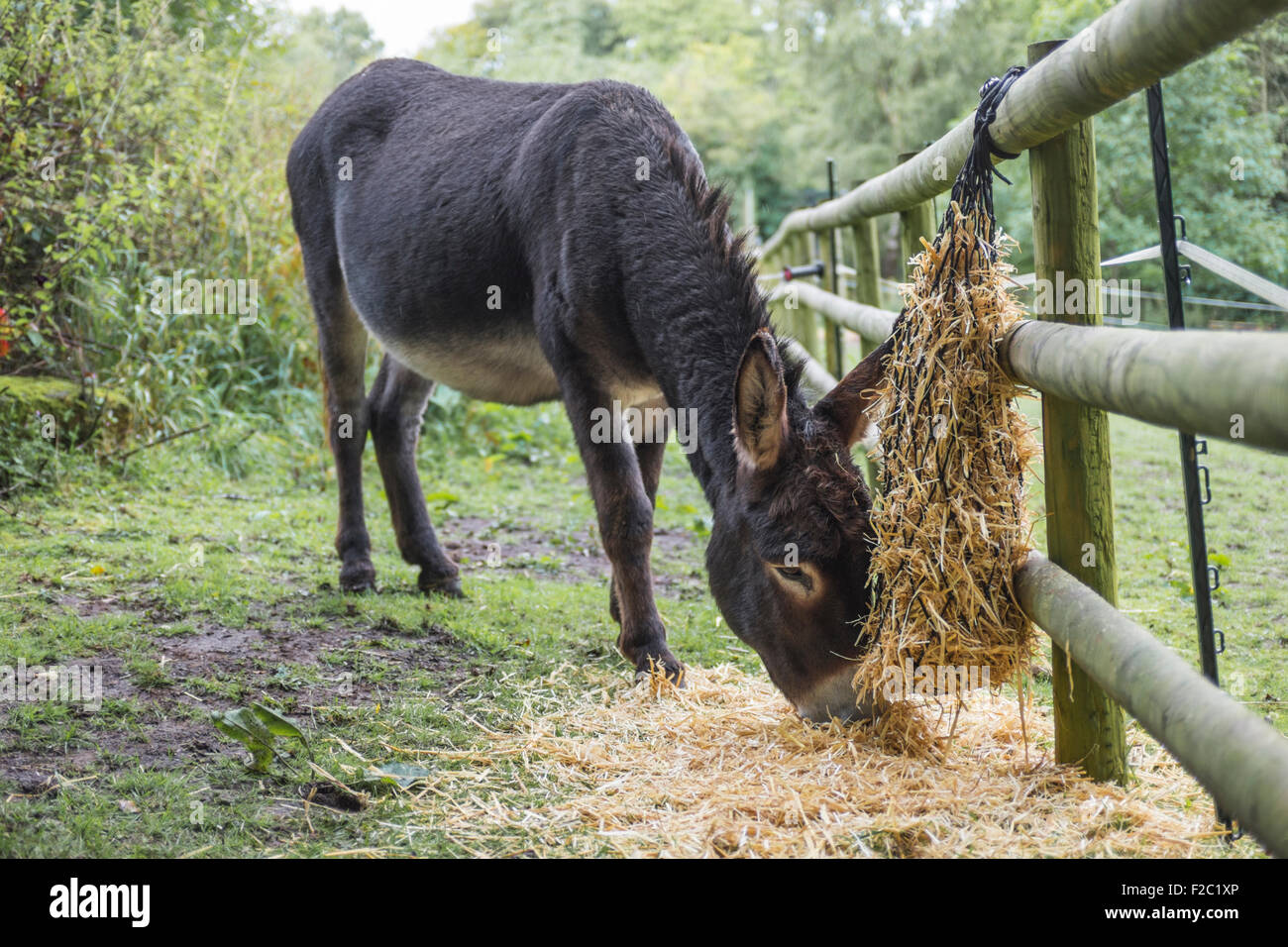 Marrone cioccolato mangiare asino paglia d'orzo. Foto Stock